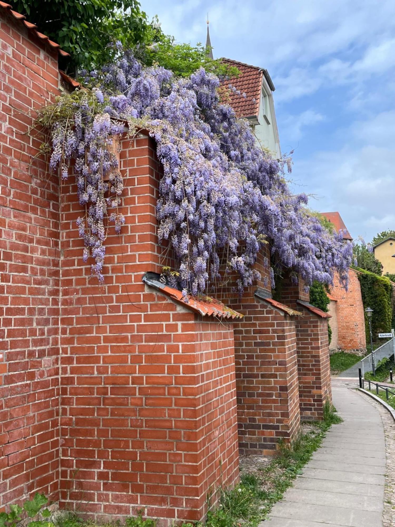 Ferienwohnung An Der Historischen Stadtmauer Rostock Exteriér fotografie